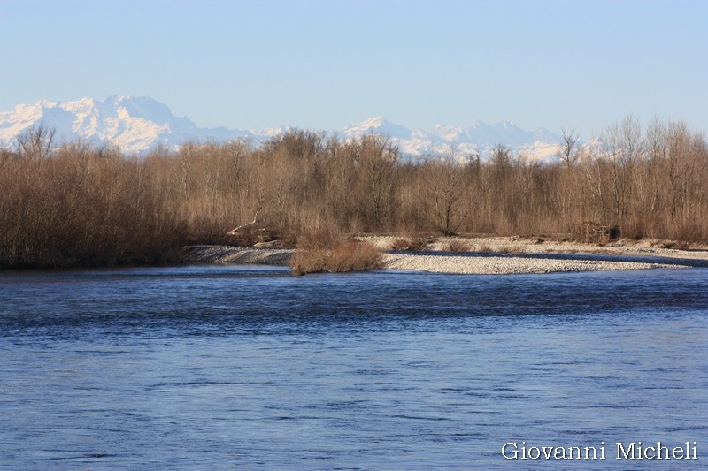 Pardosa cfr.  wagleri  - Pontevecchio di Magenta (MI)